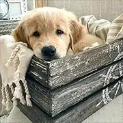 5D Diamond Art Painting Full Drill Kits, Awesocrafts Golden Retriever Dog Animals DIY Mosaic Cross Stitch for Adults Kids (Golden Retriever)