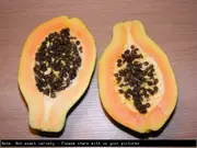 Pawpaw Yellow YD1B Hybrid Tree - Carica papaya