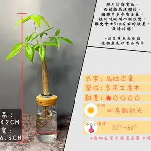 【理想小品】馬拉巴栗單支【現貨】發財樹 水耕盆栽 無土種植 觀葉植物 室內植物 完全水養 圓柱玻璃飾品 花盆 盆栽