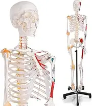 Human Skeleton Model for Anatomy - 180cm Life Size Medical Human Skeleton Model with Ligament and Numbered, Accurate Skeletal System with Spinal Nerves Rolling Stand for Human Skeleton Anatomy Study