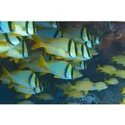 Save 15.00%! Customized Snorkeling with shopping & Lunch Stop Montego Bay