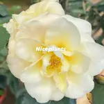 <NICEPLANTS> 黃菊 茶花 茶花苗  黃色