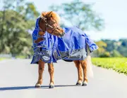 Caribu Mini Eclipse Combo Horse Rug - 3.3FT / Navy Pink