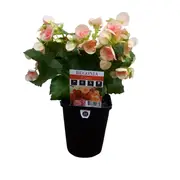 150mm Begonia Elatior - Begonia x hiemalis