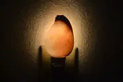 WHITE EGG COWRIE SEA SHELL NIGHT LIGHT KITCHEN #7986