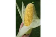 SWEET CORN 'Golden Bantam' *organic* seeds