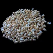 Babylon Shells For Crafts Art Decor Natural Sea shell approx.650 pcs 1 Pound