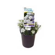140mm Candytuft - Iberis Winter Glow
