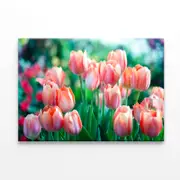 Pink Lady Tulip Flowers Blooming Print 100% Australian Made 120 x 90cm (Stretched)