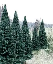 Multi Scale - Evergreen SpruceTrees 13/pkg - 4"-6" - WOO-TR1588