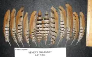 12 Venery Pheasant Tail Feathers 6" - 8" length