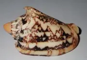 53 mm LARGE SIZE Cymbiola Chrysostoma Volute Seashell #A1 From Sulawesi Island
