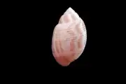 Sea shell - Acteon variegatus- 24mm