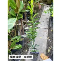 在飛比找蝦皮購物優惠-【花無缺❶號】水果苗 ⚇扁實檸檬/黃金檸檬/四季檸檬/無籽檸