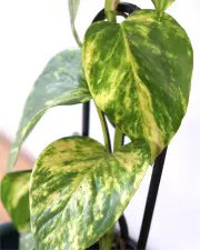 Devil’s Ivy in Teal Pot
