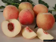 Buy Peach Tropic Snow Fruit Tree - Prunus persica