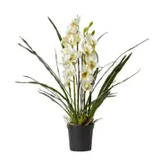 [James Lane] Cymbidium Plant Potted - 60cm x 60cm x 102cm