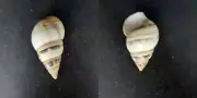 #XX200 Liguus castaneozonatus Lineolatus Hybrid Pinecrest #80 44.8mm snail shell