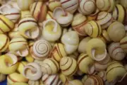 Striped Yellow Land Snail Shells, Quality Inspected, 1/2 - 3/4"+, SS-115