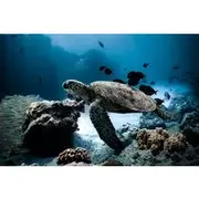 Save 9.99%! Turtle Canyon Snorkel Tour - Semi-private: 6 passenger max