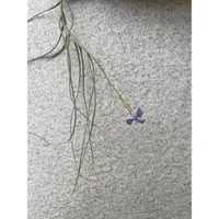 在飛比找蝦皮購物優惠-🌿空氣鳳梨藍花松蘿 【Tillandsia mallemon