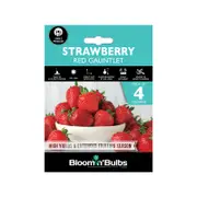 Bloomin' Bulbs Summer Produce Aqua Pack Strawberry Red Gauntlet - 4 Pack