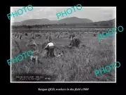 OLD LARGE HISTORIC PHOTO OF YANGAN QLD WORKERS IN THE FIELD c1900