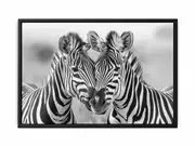 Two Zebras Framed Print Fine Art Poster Print
