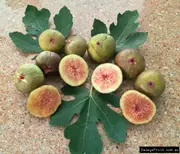 Fig Prestons Prolific Tree - Ficus carica