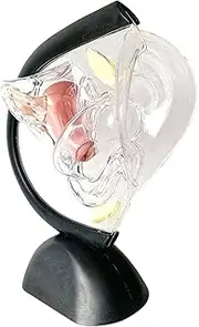 Generic Clear Detailed Reproductive Uterus Model for Tools