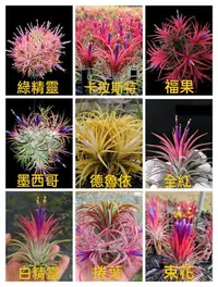 在飛比找Yahoo!奇摩拍賣優惠-空氣鳳梨 ionantha 小精靈系列(1) 墨西哥 福果 