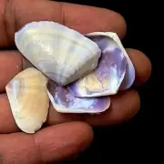 Purple Coquina Clam Shell For Crafts Art Decor Natural Sea Shell approx.85 pcs