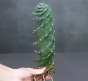 Tall 15-18cm Cereus Validus Spiralis Random Self Rooted