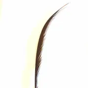 Golden Pheasant Centre Tail Feather x 10 pcs- Orange ((BULK PACK))