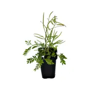 68mm Gossamer Wattle - Acacia floribunda