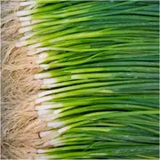Onion (Spring) - Paragon seeds