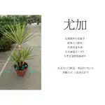 心栽花坊-尤加/象腳王蘭/銀葉/斑葉尤加/1尺2/含盆高約120/室內植物/觀葉植物/售價1500特價1200