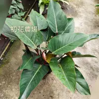 在飛比找蝦皮購物優惠-初花農場|紅鑽蔓綠絨、黃金帝王、綠帝王|7吋盆|觀葉植物|室