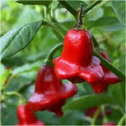 Chilli - Bishops Crown seeds