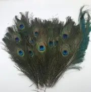50 pcs Real Natural Peacock Tail Eyes Feathers 9 - 13 Inches Shipped From US