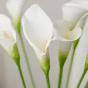 Package of 12 White Artificial Calla Lily 23" Flower Stems