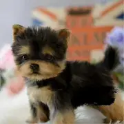 Realistic Dog Toy Dog Puppy Lifelike Stuffed Companion Toy Pet Dog Handcrafted