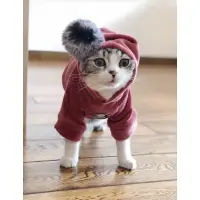 在飛比找蝦皮購物優惠-✔️台灣現貨💋寵物球球金絲絨帽T 寵物衣服 貓衣服 狗衣服
