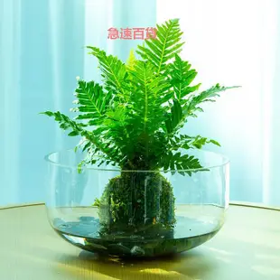 精品水培植物花瓶大口徑花盆金魚缸透明玻璃器皿水養植物綠蘿水培花器