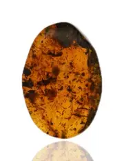 Swarm of insects and insect parts, Fossil insect inclusion in Burmese Amber