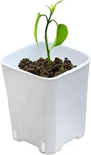 Nursery Pots - Flower Seedling Nursery Pots,10X Small Seedling Holder with Drainage Holes for Succulents and Cuttings Desktop Yard Living Room Balcony Garden