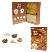 Magnoidz Fossil Dig Kit Science Educational Paleontology Kids/Children 6y+ Toy