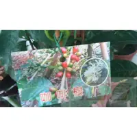 在飛比找蝦皮購物優惠-花田厝_喬木水果苗--咖啡樹，(阿拉比卡，有2組規格)3吋黑