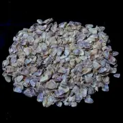 Brown Coquina Clam Shells Natural Sea Shell approx.6000 pcs 2 Pound