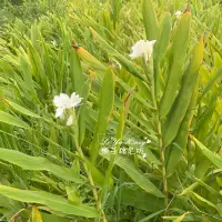 在飛比找蝦皮購物優惠-野薑花純露 野生栽種採摘 自家蒸餾